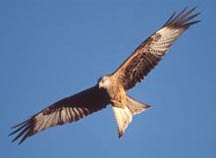 Red Kite